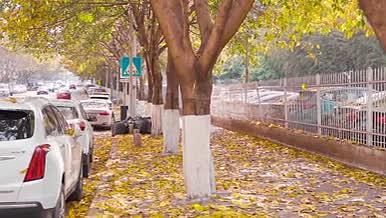 春天治愈落叶的街道视频视频的预览图